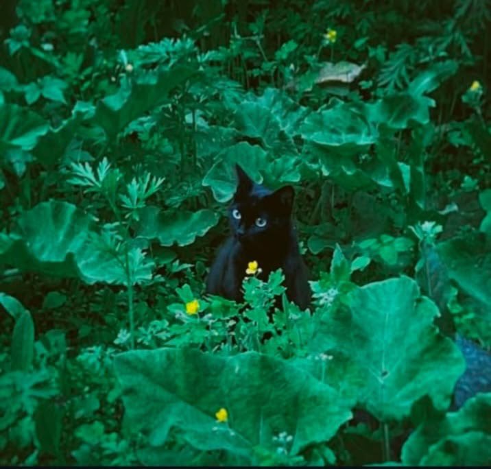 Black cats are not bad luck tweet media