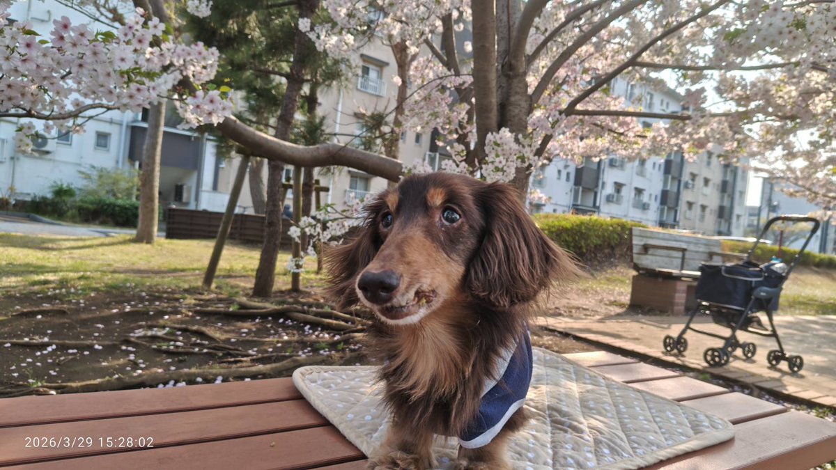 ラッキー王子 tweet media