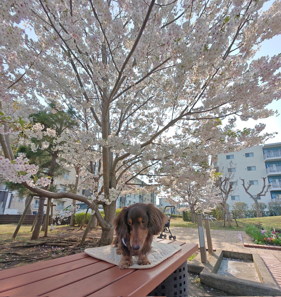 ラッキー王子 tweet media