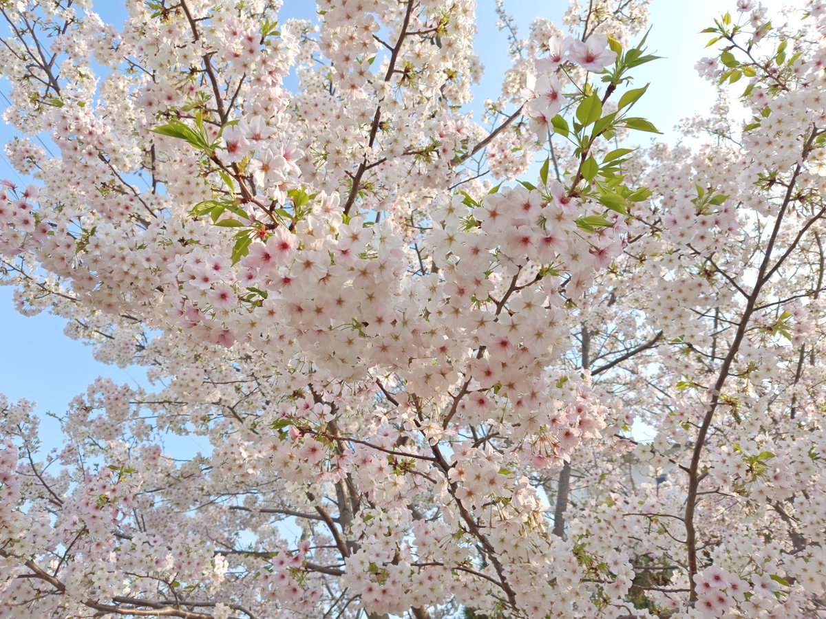 ラッキー王子 tweet media