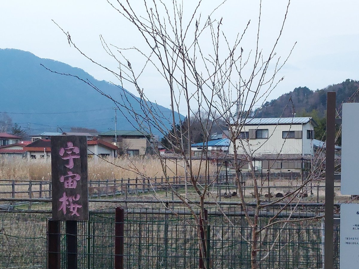 ぴょぽーん tweet media