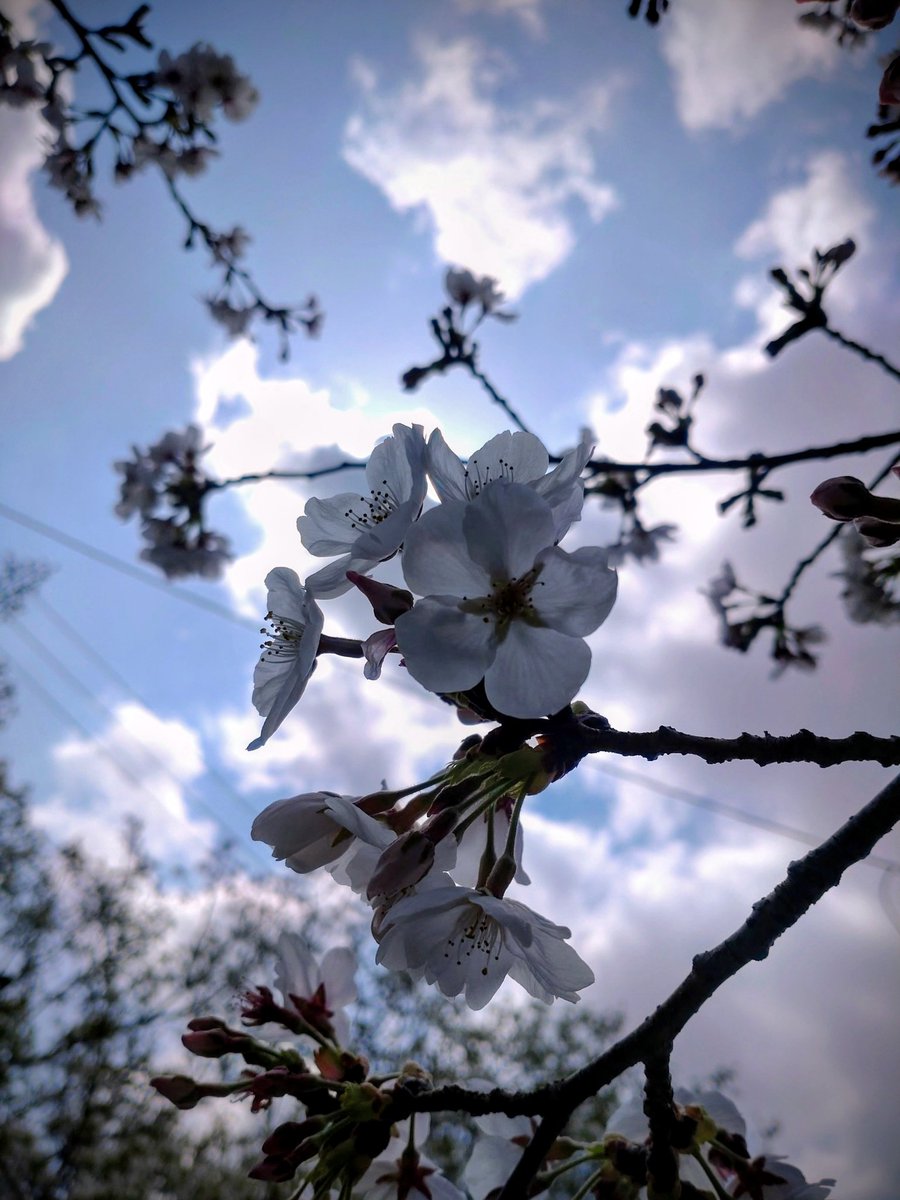 kingyo_0713's tweet photo. 今日は花見をしながらベンチでママンとご飯を食べました☺️🍙🌸
その後、散歩しながら写真撮ったよ〜✌️ https://t.co/yAlnFAIM9v