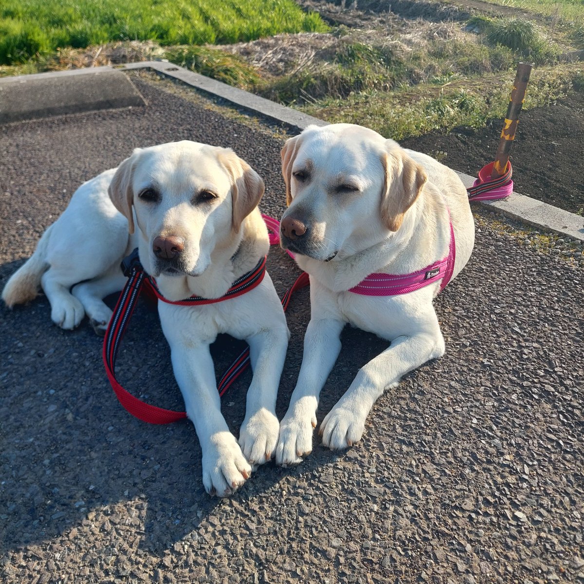 和蕎庵 tweet media