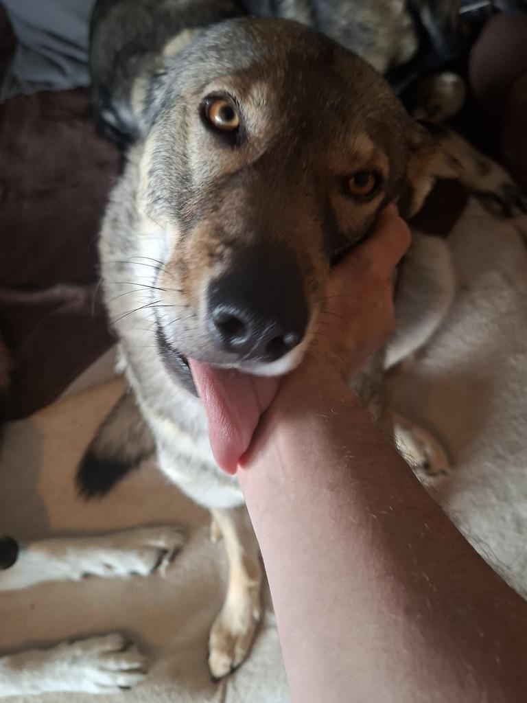 🇨🇭🌲Eric, CEO of the Swiss🌲🇨🇭 tweet media