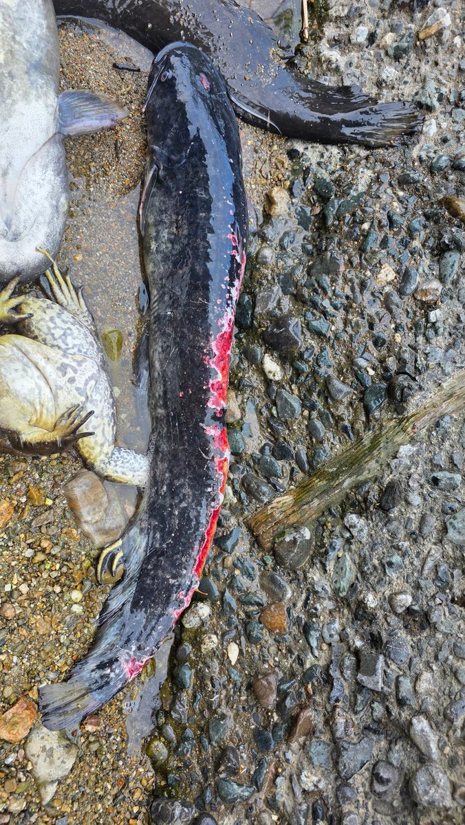 マーシーの獲ったり狩ったり tweet media