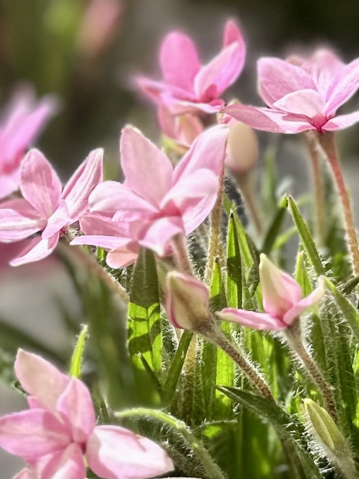 ぽんず tweet media