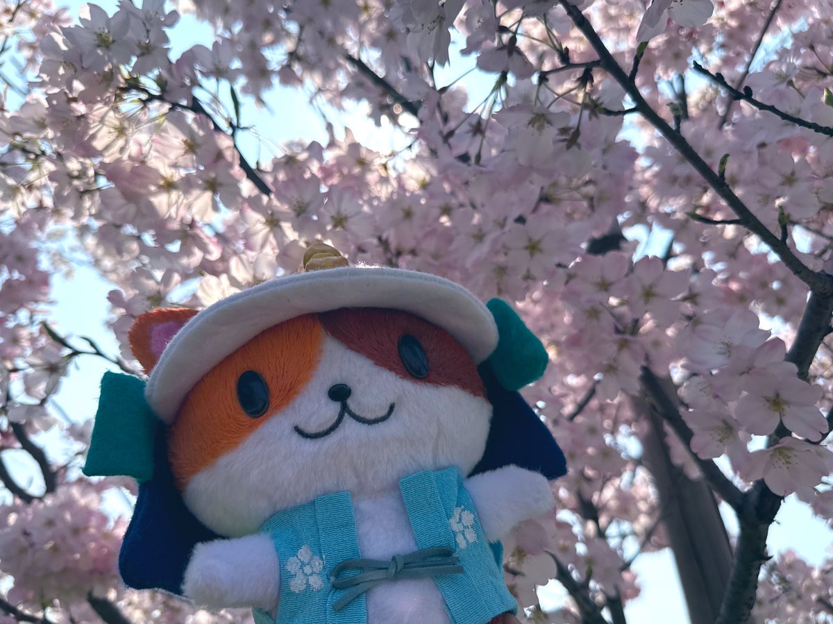 明智ミケ秀【公式】 tweet media