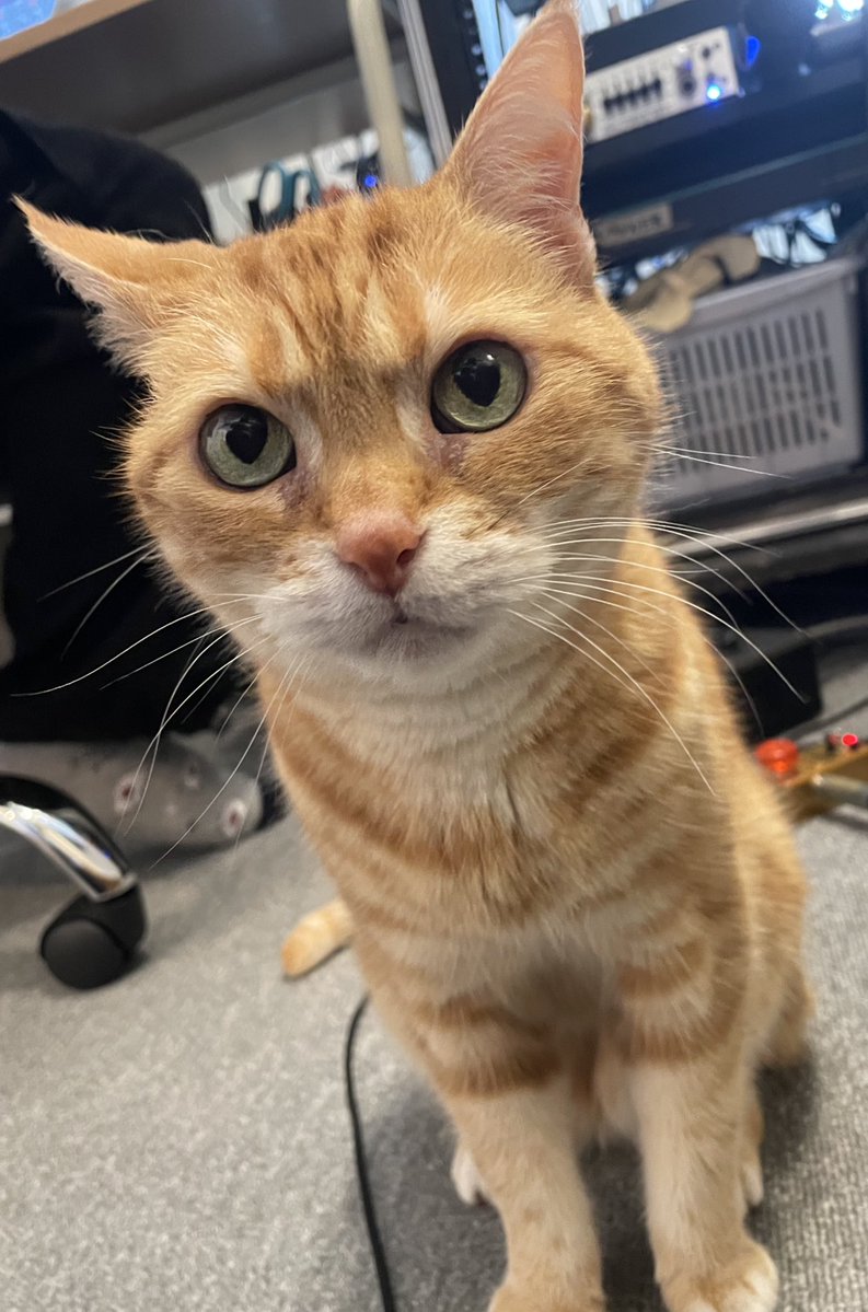 カイエ tweet media