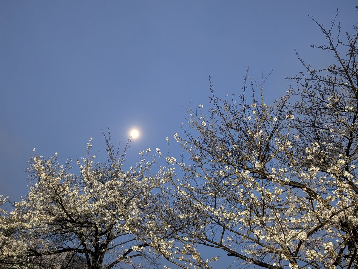 のりりん tweet media