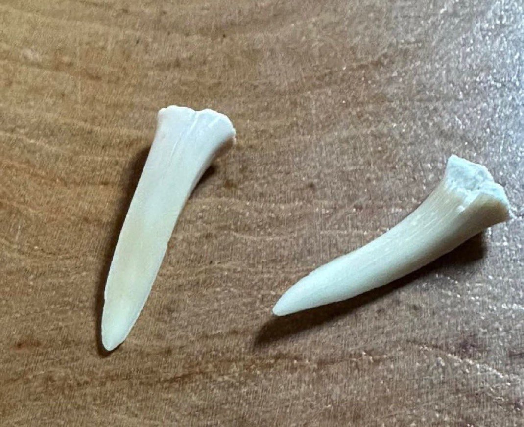 Dilara ben tweet media