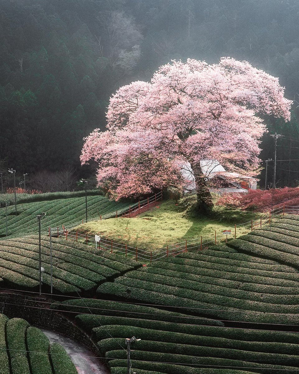 The World tweet media