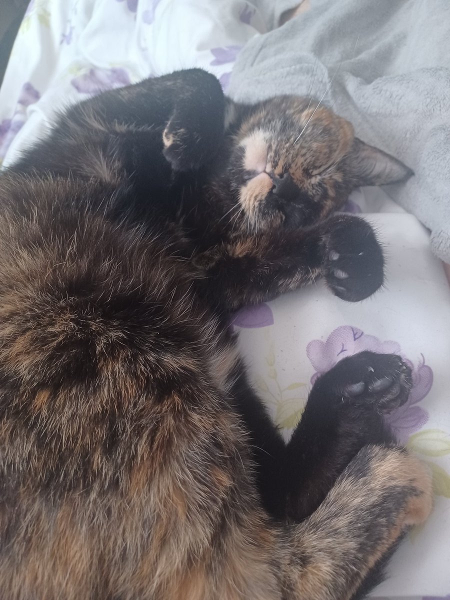 Because i didn’t promote myself today...

Hope you have a nice week and dont give up i manifest for you all🍀✨️

And you get free beans pics from my sweet baby😌
 #poketwt #throne #pokopia
throne.com/yanashen