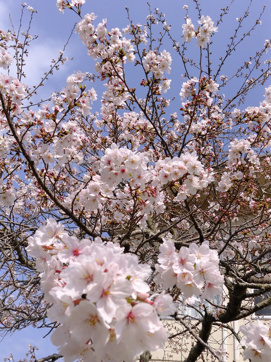 🪬ⷦ神威☥昴流🦇ꙷ tweet media