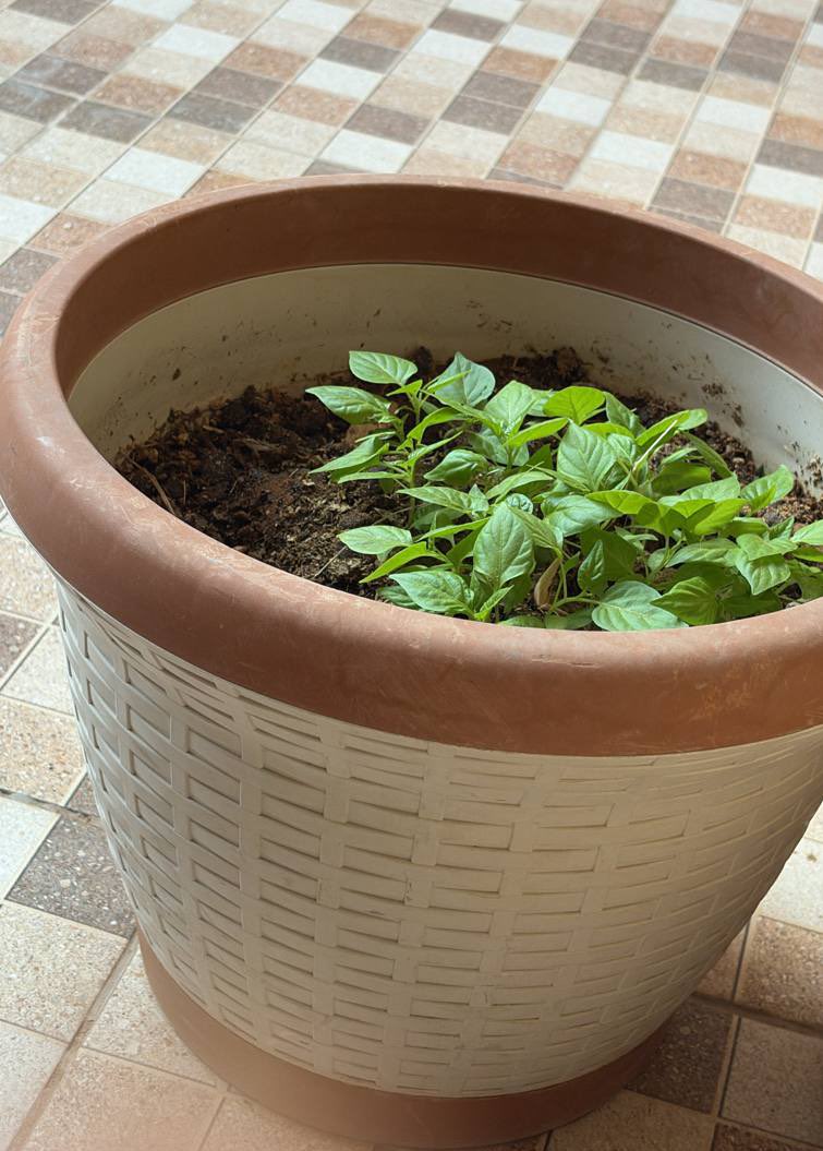 Ray 🩺 tweet media