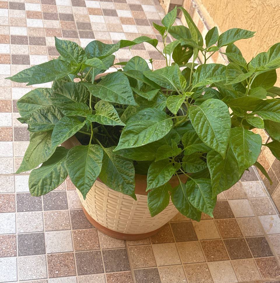 Ray 🩺 tweet media