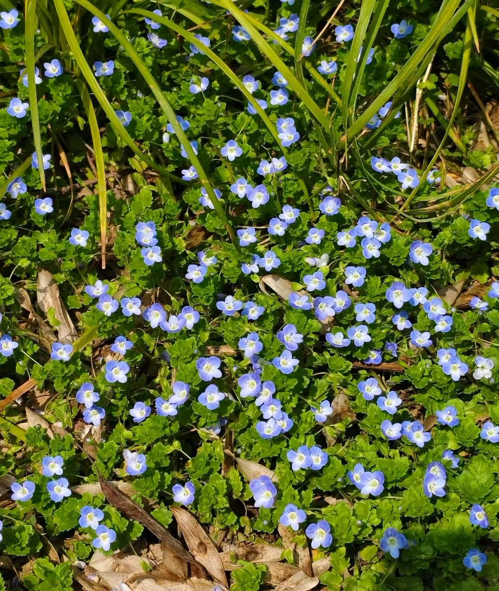 TomVela140687's tweet image. A touch of fresh blue in spring ✨These tiny wildflowers, though unassuming, bloom brightly under the sun, spreading the softness of spring across the ground.
#SpringWildflowers #BlueFlowers #NatureHealing #fumao #fumaoclothing #fumaogarment #https://shanghaigarment.com