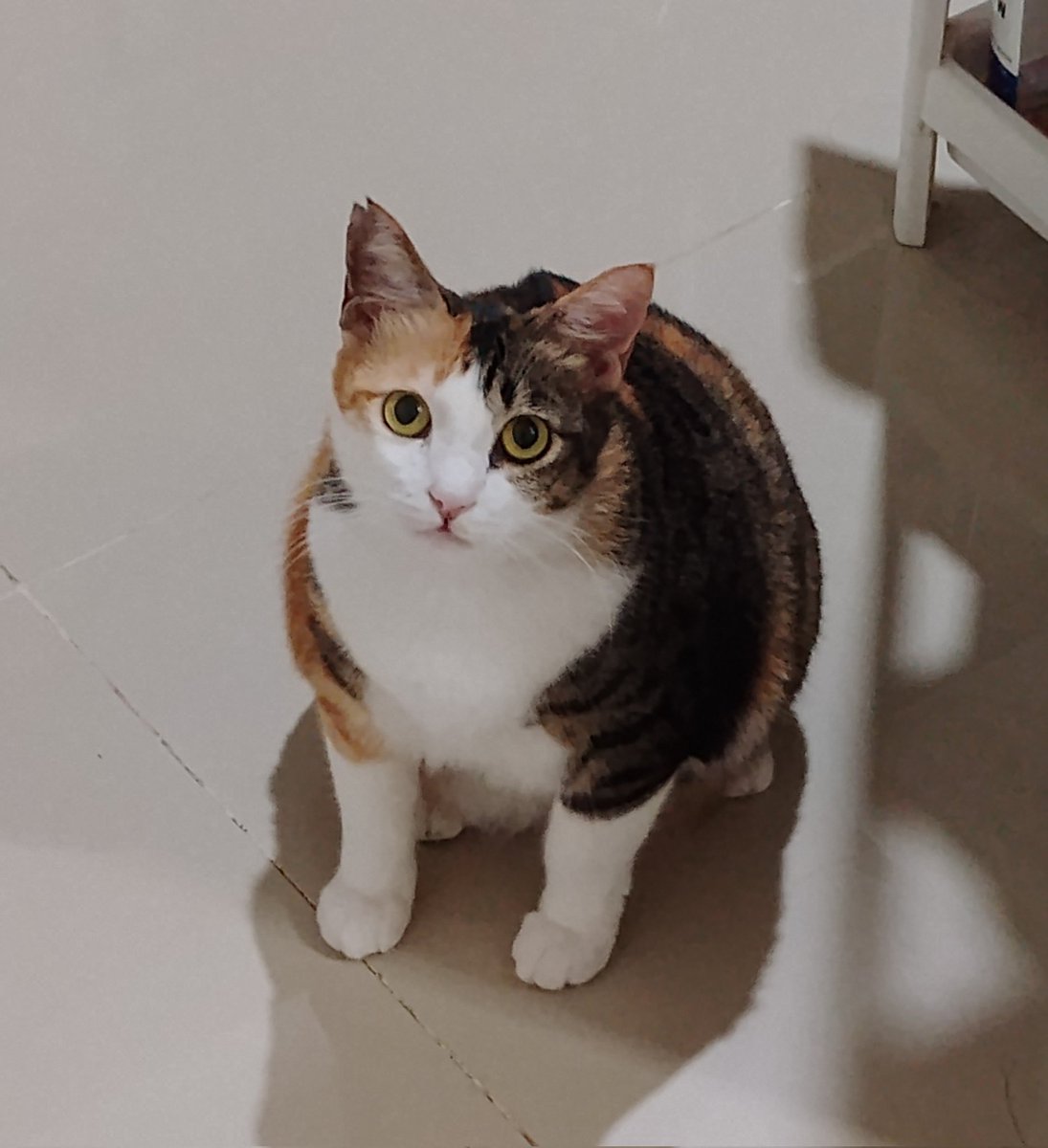 penyabar tweet media