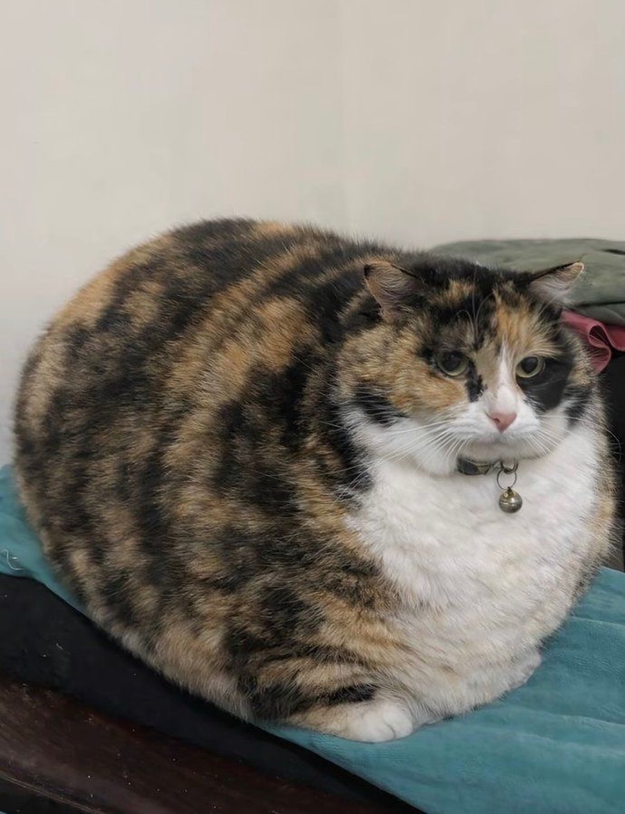 The Pets 𝕏 tweet media