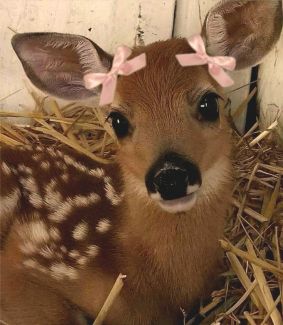 htppspidey's tweet image. MY #BAMBI