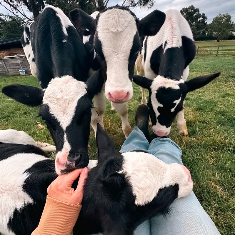 Cow of the Day🐮 tweet media