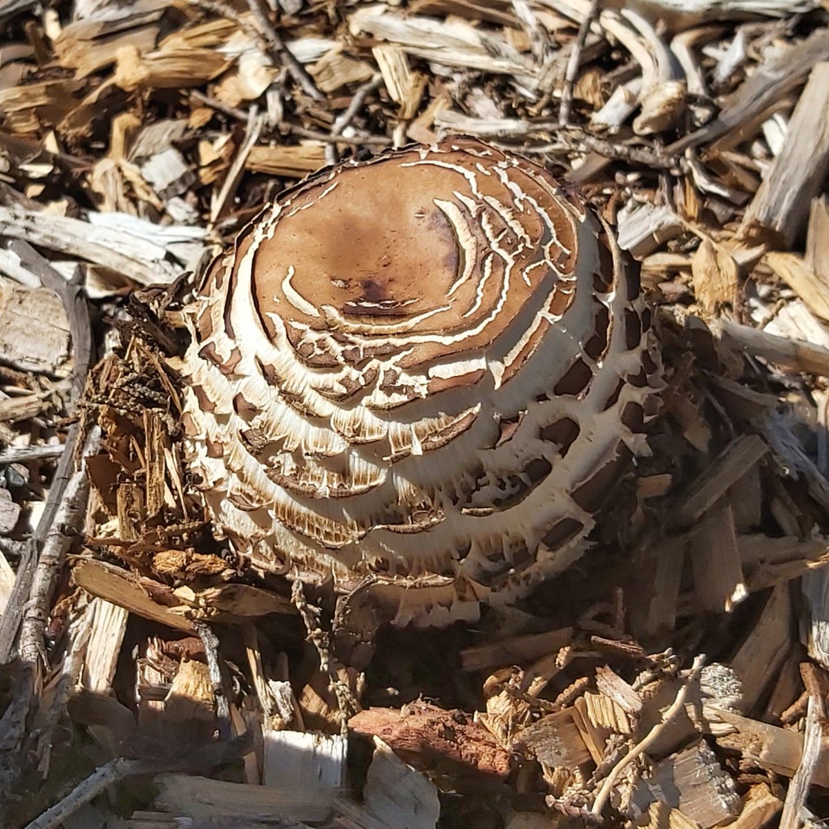 Dr Scott Rickard 📷 tweet media