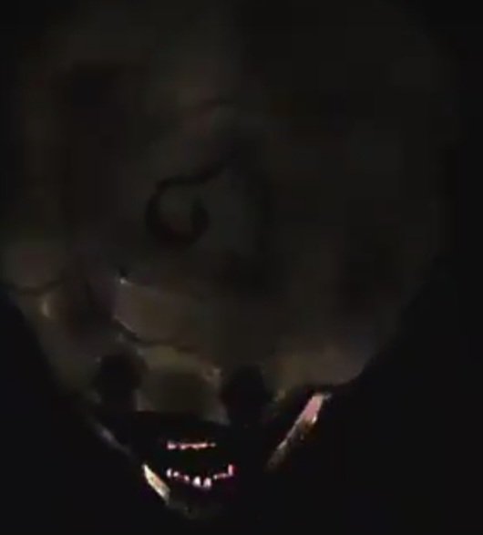 ˚｡✧🐚 𝖲𝗁𝖾𝗅𝗅𝗒 𝖥𝗈𝗌𝗌𝗂𝗅𝗂𝖺𝗇 🦴✧:･.☽ tweet media