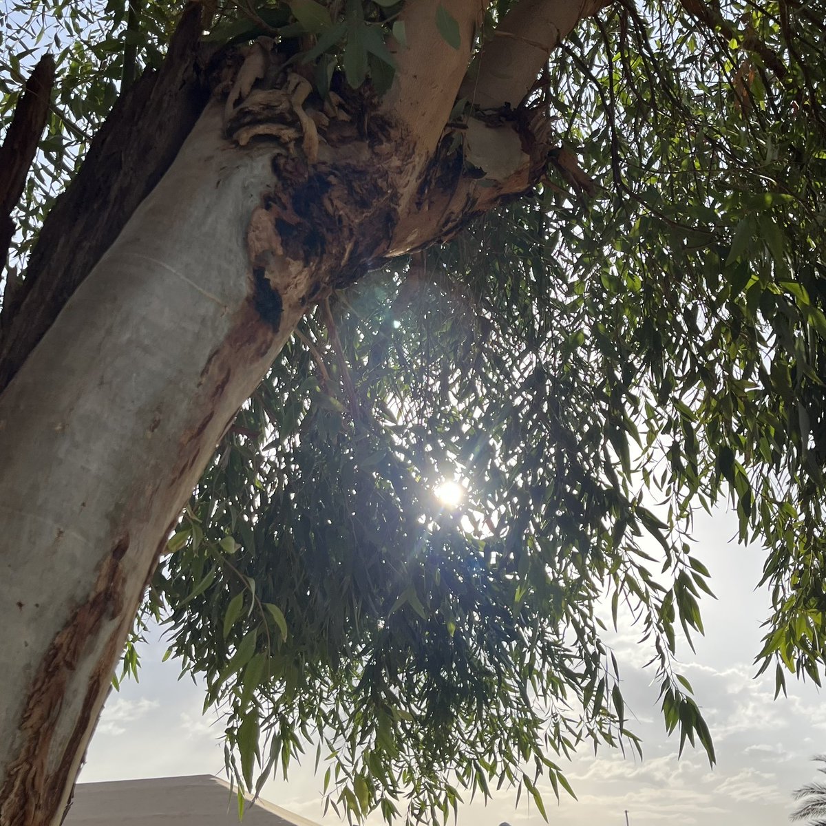 هَمْس tweet media