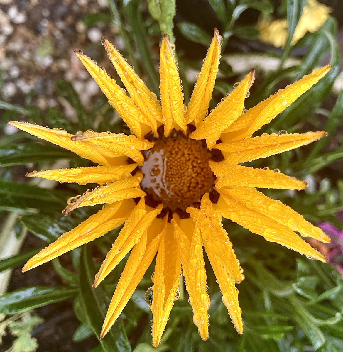 Francois Busson tweet media