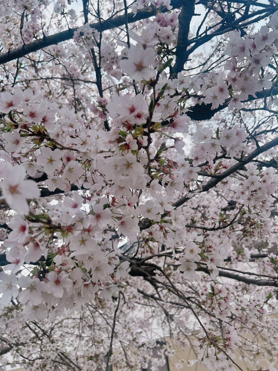 とまとま tweet media