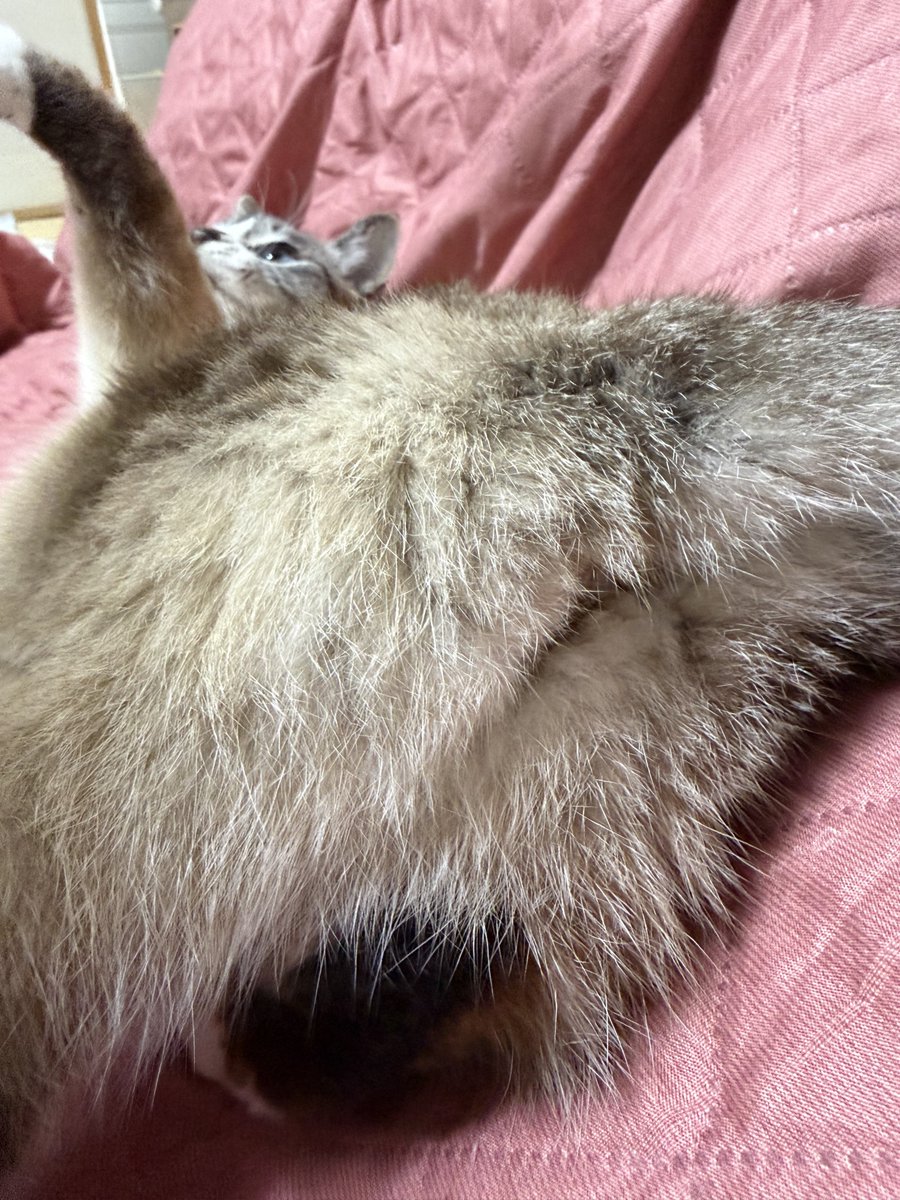 とみこちゃん@猫と虫㌠尿路結石コロしてく tweet media