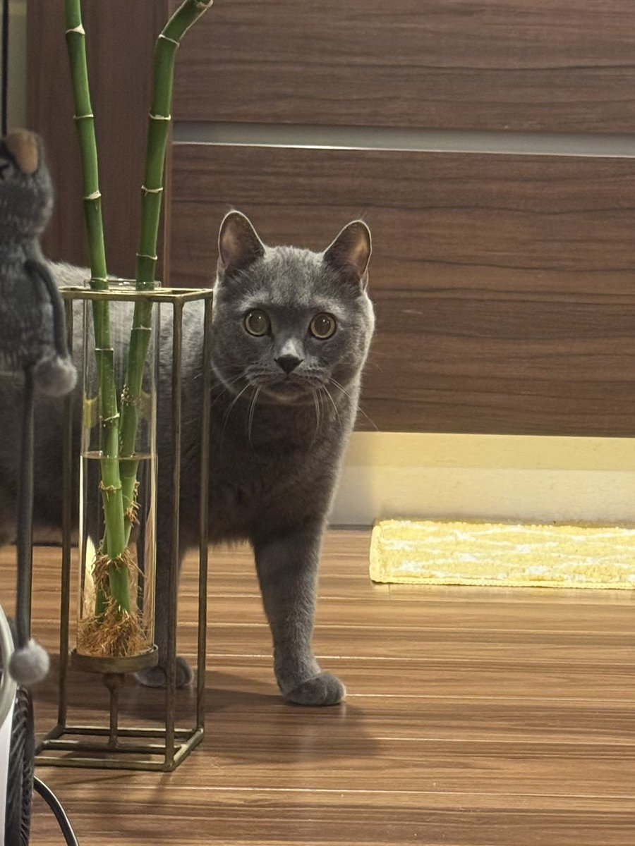 ブリオくんは猫なのさ tweet media