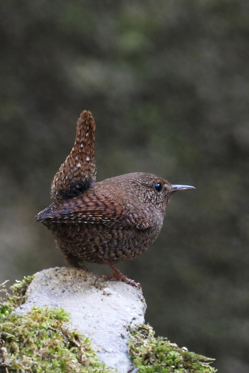 鳥見人🐦 tweet media