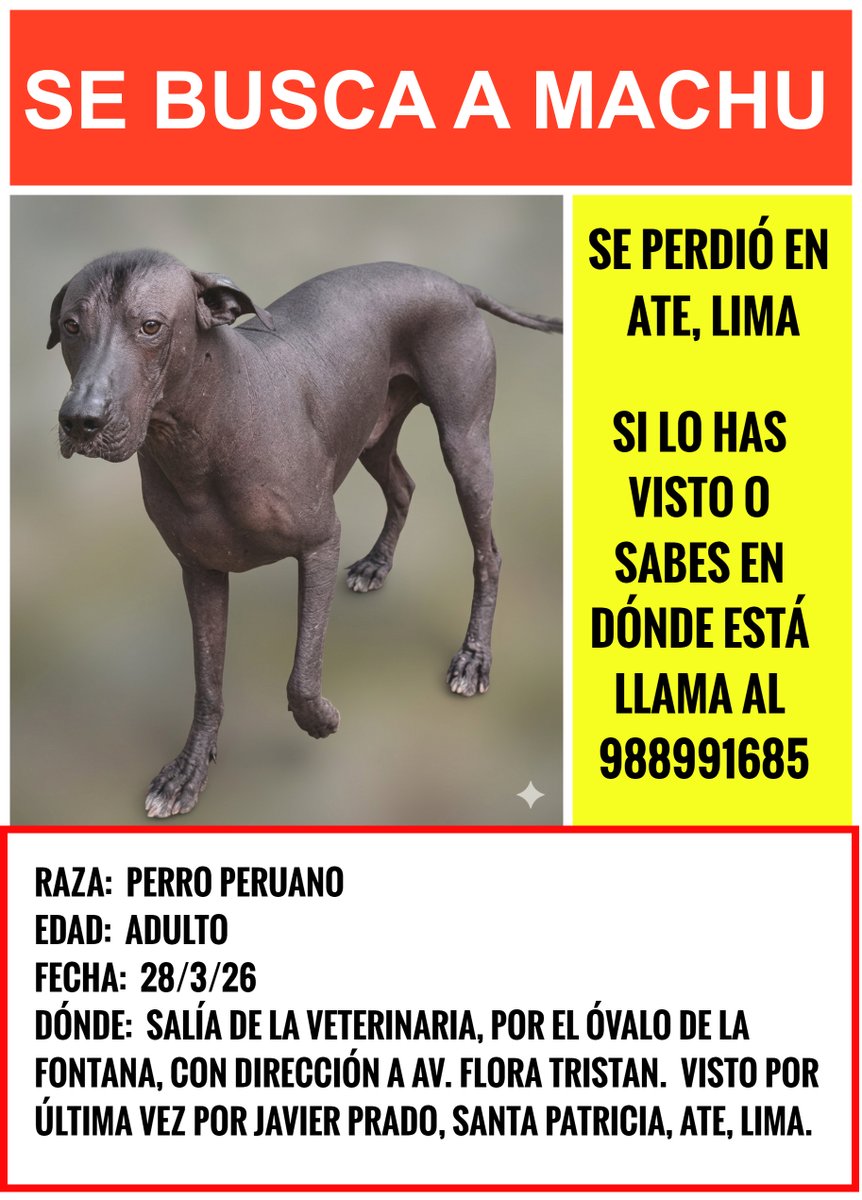 #ATENCIÓN #ate Lima, #SeBusca a Machu, se perdió el 28 de marzo en el Óvalo de la Fontana. Si lo ves o sabes en dónde está llama al  988991685. #perrosperdidos #PerrosRobados #Cuídalos #Comparte