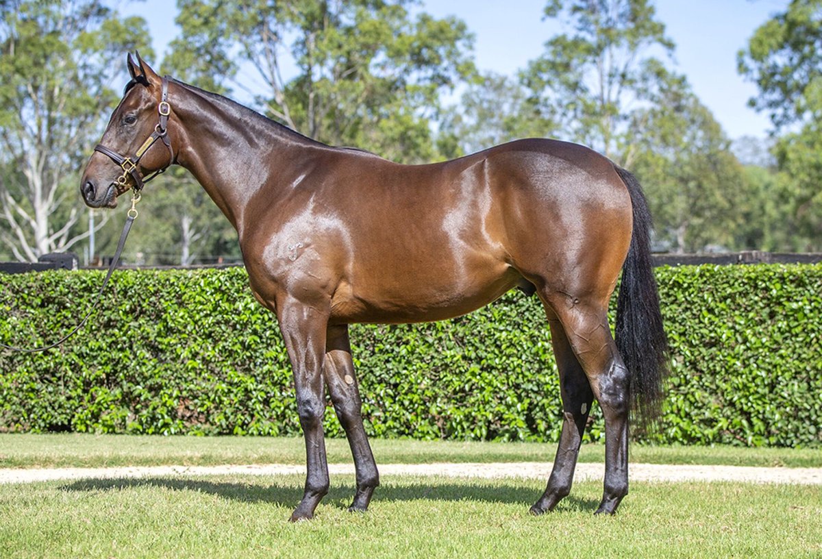 Chinahorseclub's tweet photo. 7 striking colts from Easter to run in the 🔴🟡 for our partnership w/@NewgateFarm &amp; co

Which one might be the next In The Congo, Wild Ruler or Russian Revolution? https://t.co/NC6P8Xw8Nf