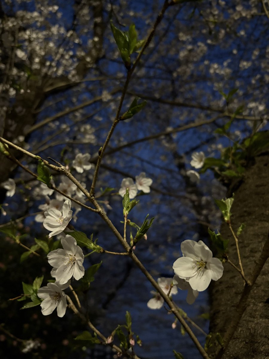 sun03moon09's tweet photo. 夜桜。帰りは急がなくていいからつい寄り道してしまう。 https://t.co/MyqQvUOUuM