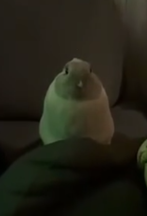 SchmeetBoi tweet media