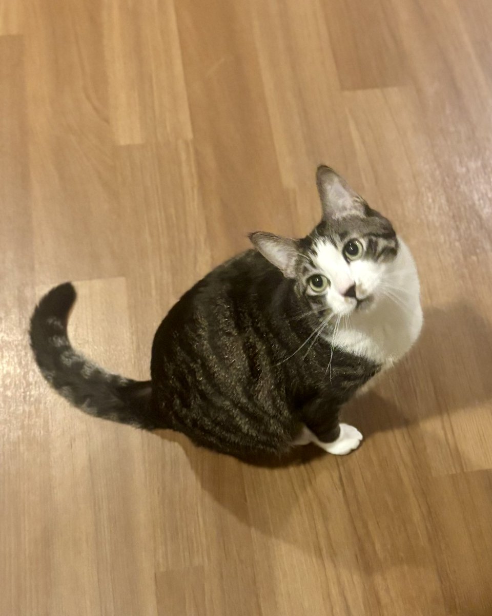 いつでもどこでも猫まみれ🐱 tweet media