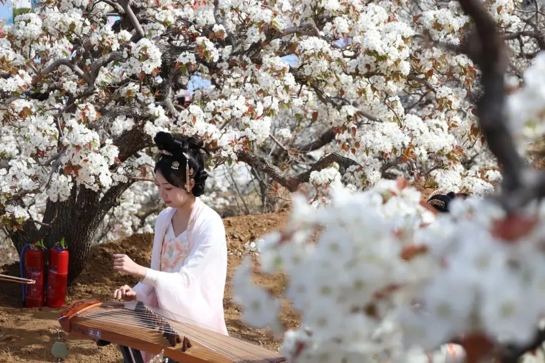 AmazingTaian's tweet photo. Pear blossoms, village vibes! The spring gala is in full bloom in Daiyue district, #Taian — wander through a sea of blooming pear trees and soak up the festive fun. 

Your spring story awaits! #BeautifulTaian #TaianSpring #KunmingBloomsWithYou

@Kunminginfohub https://t.co/VsPObBIu9y