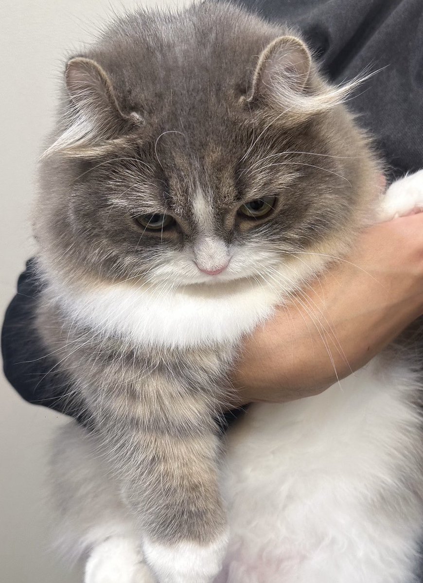 ししゃもとかぼす tweet media