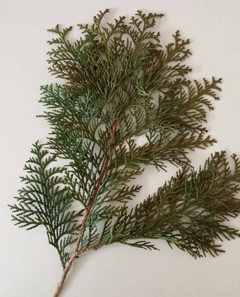 Probo Dj tweet media