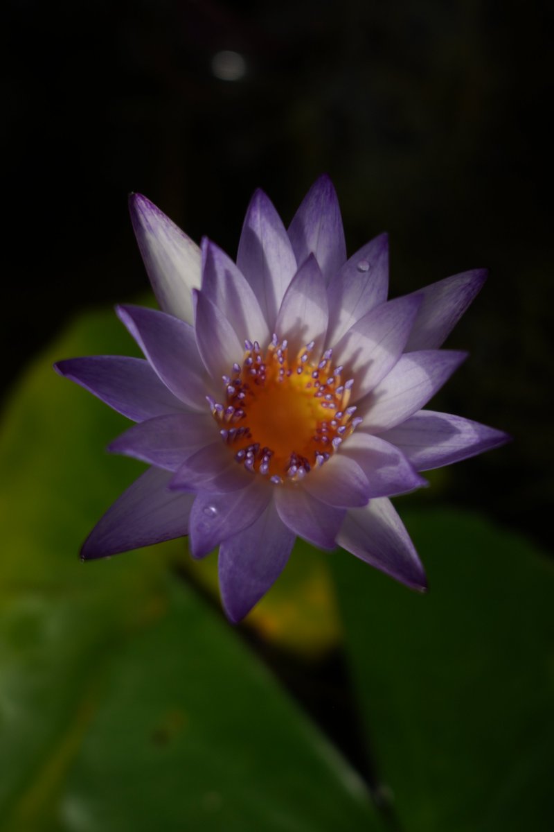 jerritama🐈🐟🐈 tweet media