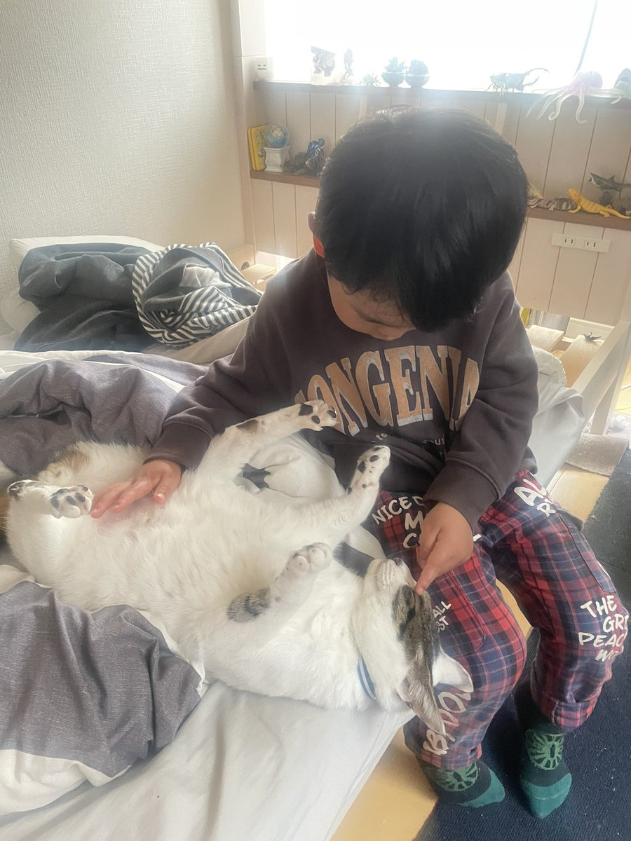 ゴンゾウR4 tweet media