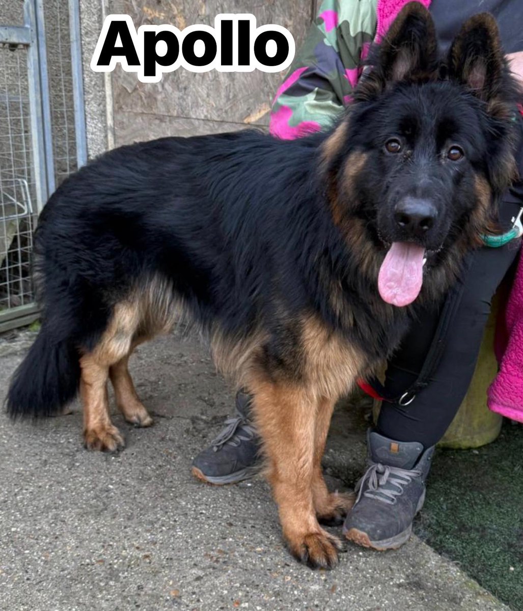 Animal Adoptions UK 🐕‍🦺🐈🐎❤️ tweet media