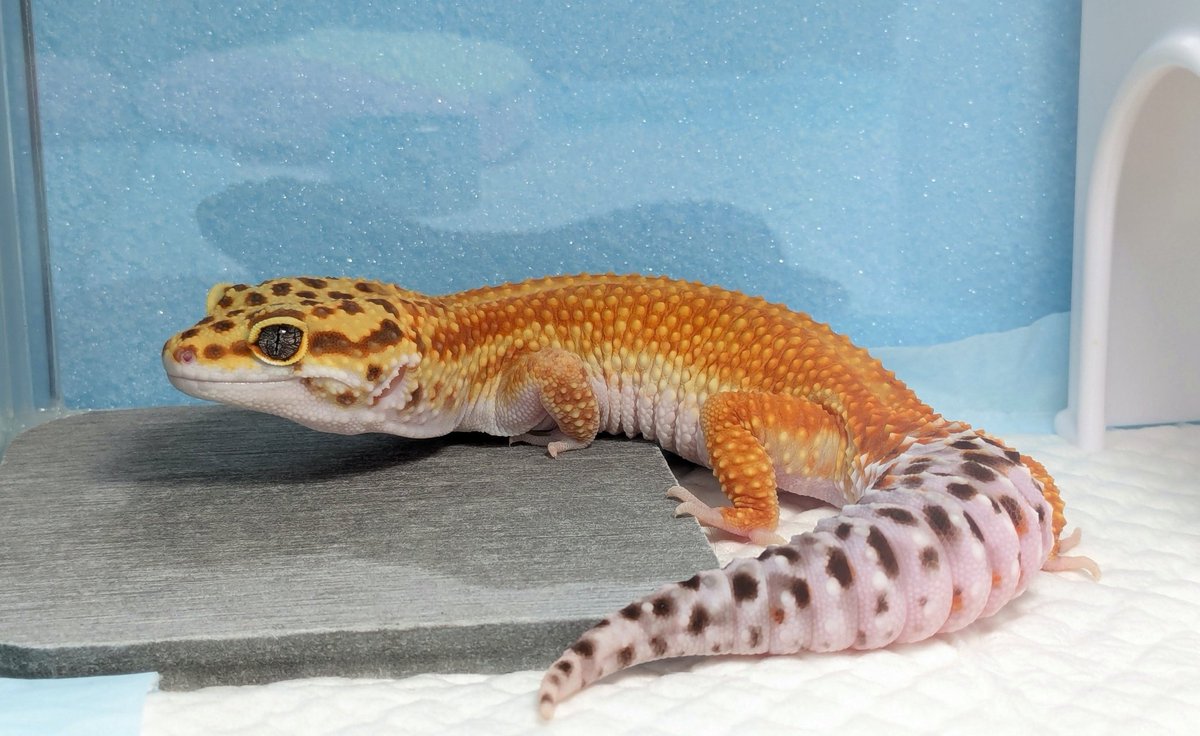 きぃちゃん tweet media