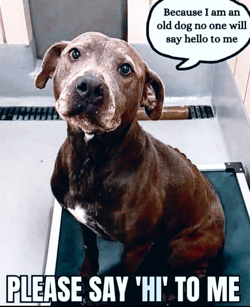 Popularpuppies © tweet media