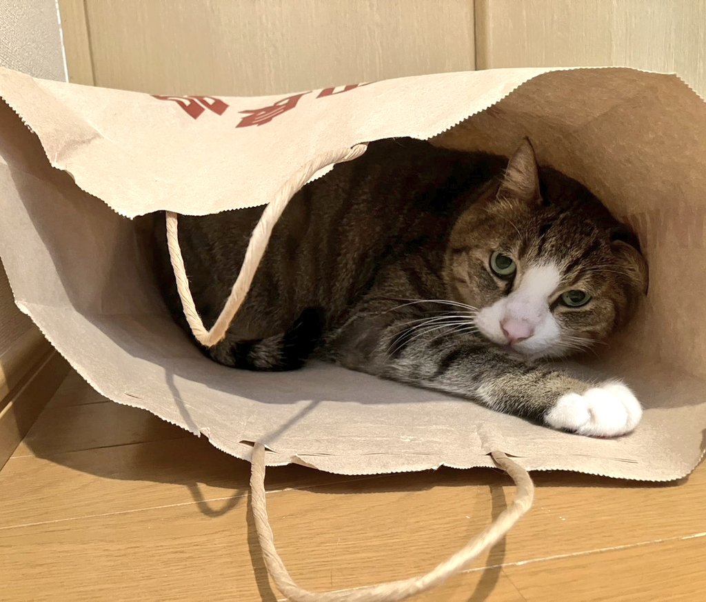 ねこねこ日和 tweet media