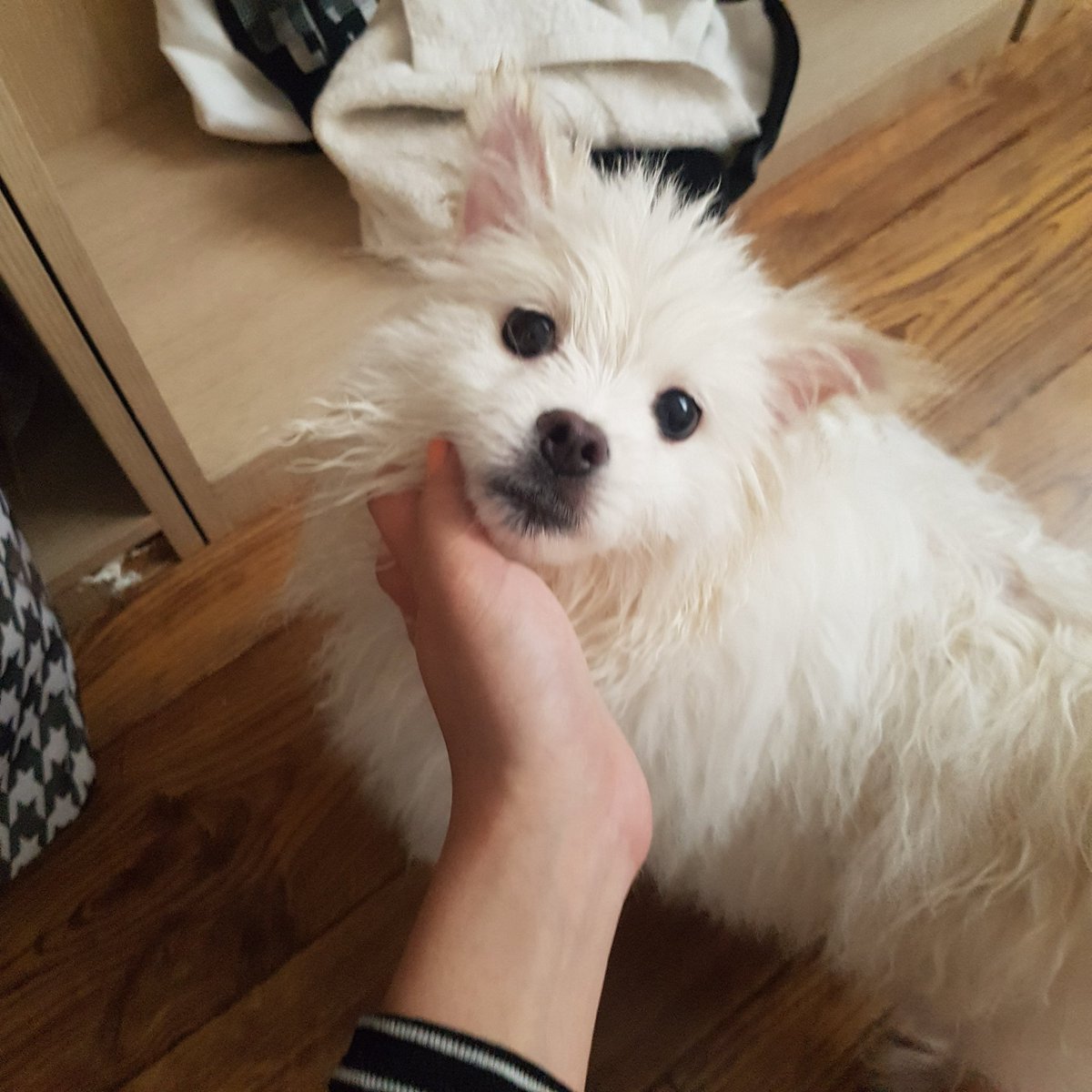 아방 애옹 tweet media