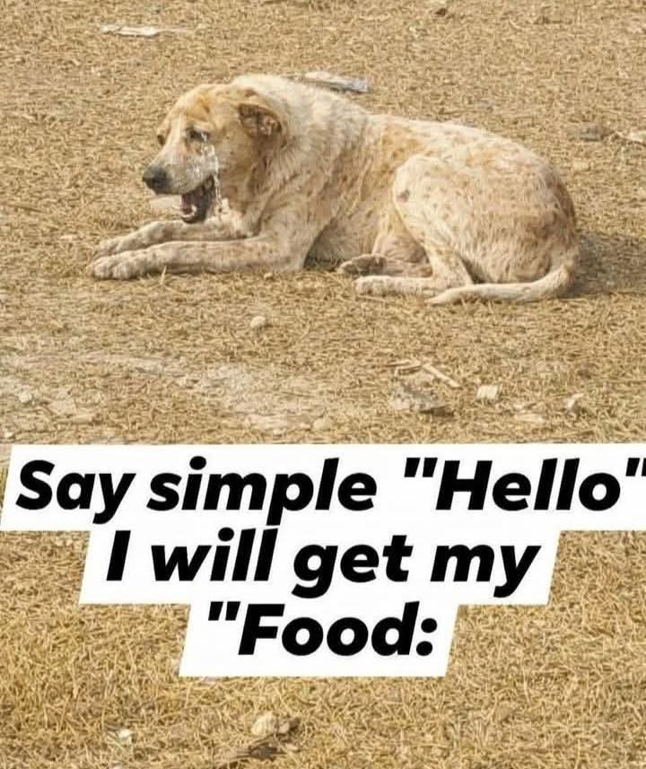 Popularpuppies © tweet media