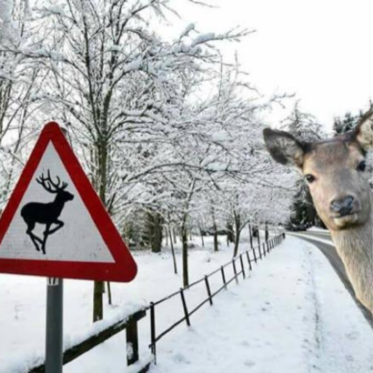 スマイルくん(Smile) tweet media