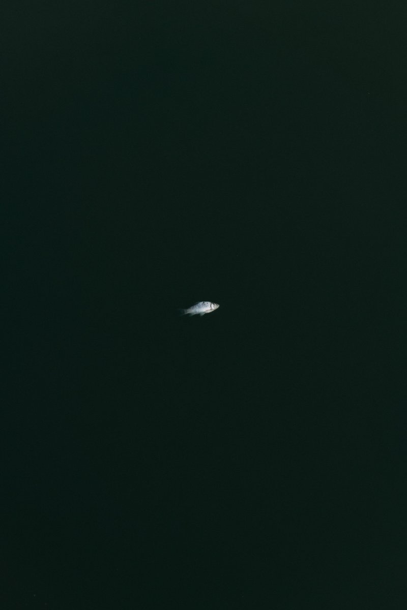 アキモト tweet media